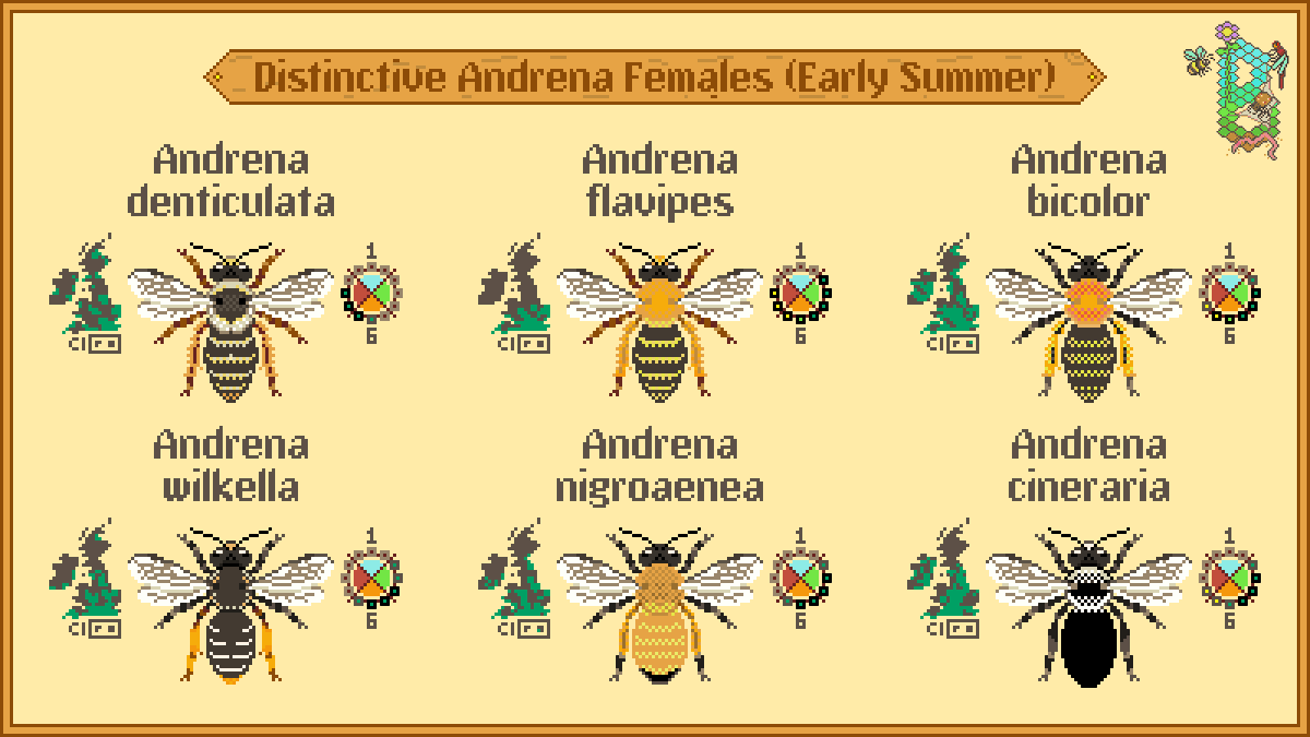 Summary of early summer Andrena below 🐝

I will be doing some separate posts on the individual species to highlight their distinctive features. The very last females of the bottom three species are flying now so keep your eyes peeled before they elude us until next year!