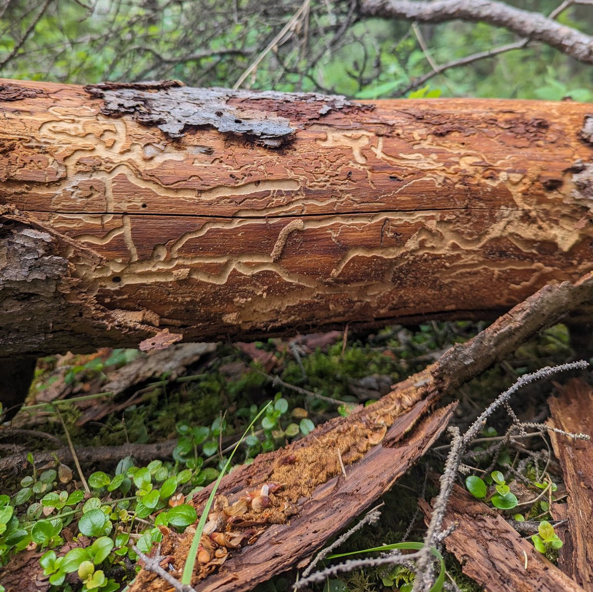 Colton Meinecke tweet media