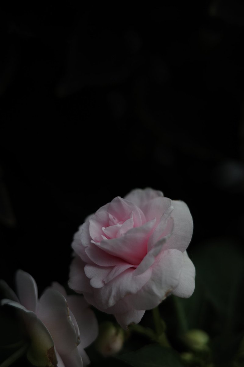Well, another flower lol. Great day today. #sundayfunday #flowers #pink #winnipeg #manitoba #wappa #superlemonhaze
