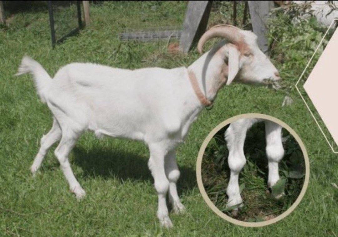 Messismo10's tweet image. 