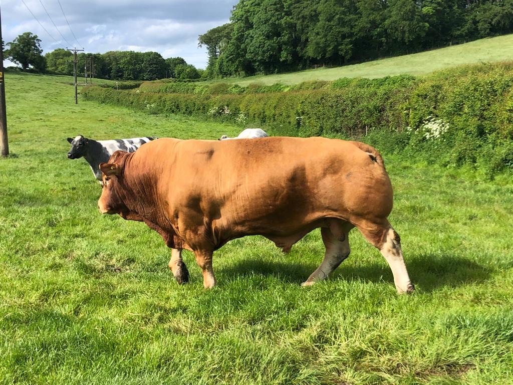 Parents are retiring soon &amp; don’t really want to cull their 2012 Lim bull of a lifetime, Glenrock Hindsight🥰🐂
Hoping someone wants to buy this vintage working superstar 🫶🏻
#legend #farming