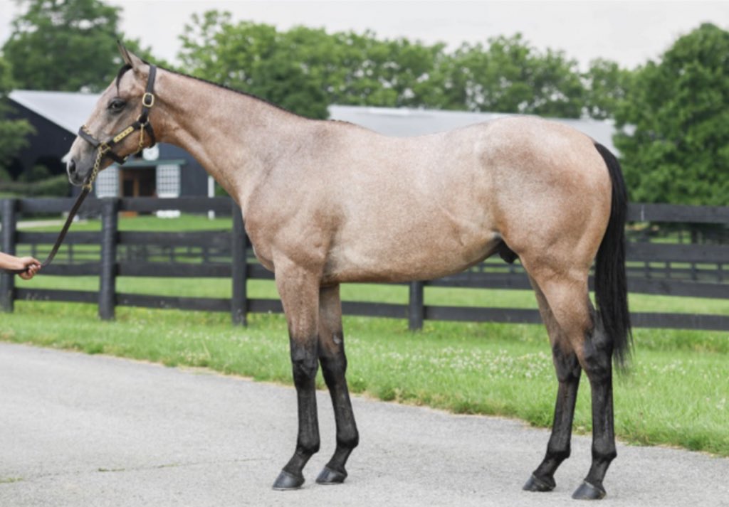 Justify3107's tweet photo. @TaylorMadeSales @WinStarFarm Fellow freshman sire #Mckinzie with two beautiful, and well put together colts. Perfect route horses just like their father. Hip #71 a very classy and eye catching colt. Insanely unique light roan coat on hip #337. https://t.co/hCZmHu7Ys5