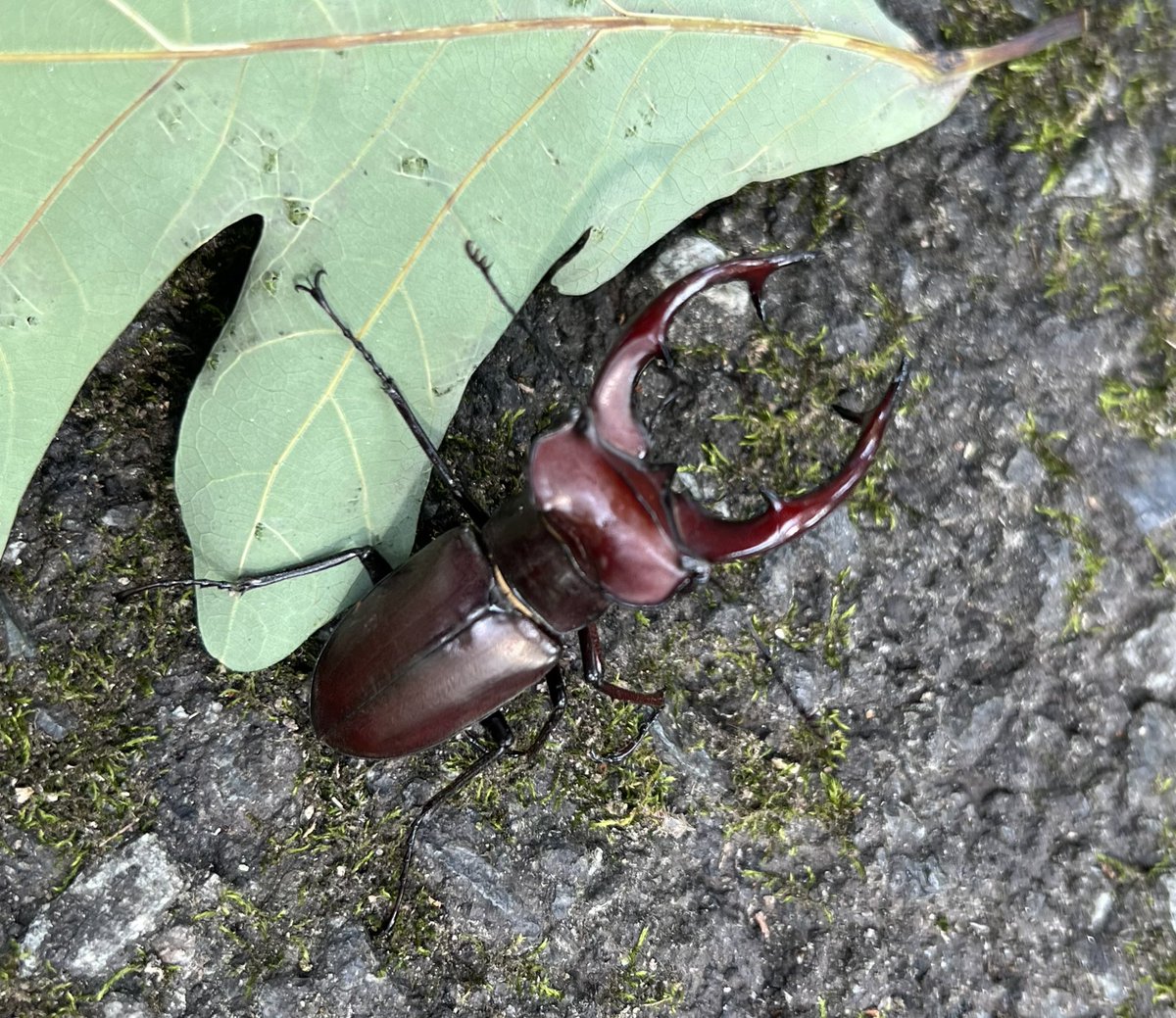 DaddysMarbleyes's tweet photo. #DailyPictureTheme #BUG @DailyPicTheme2 #mydriveway #June2023 #StagBeetle https://t.co/ABgQPW9Dc4