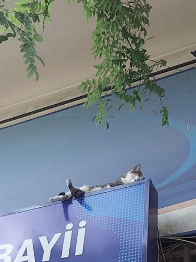 aaligedik's tweet photo. Bir daha kaybolursa ilk bakılacak yer. Sağolsun Sarıyer Börekçisi Mustafa burayı keşfetti. https://t.co/oGUTYlbCM6