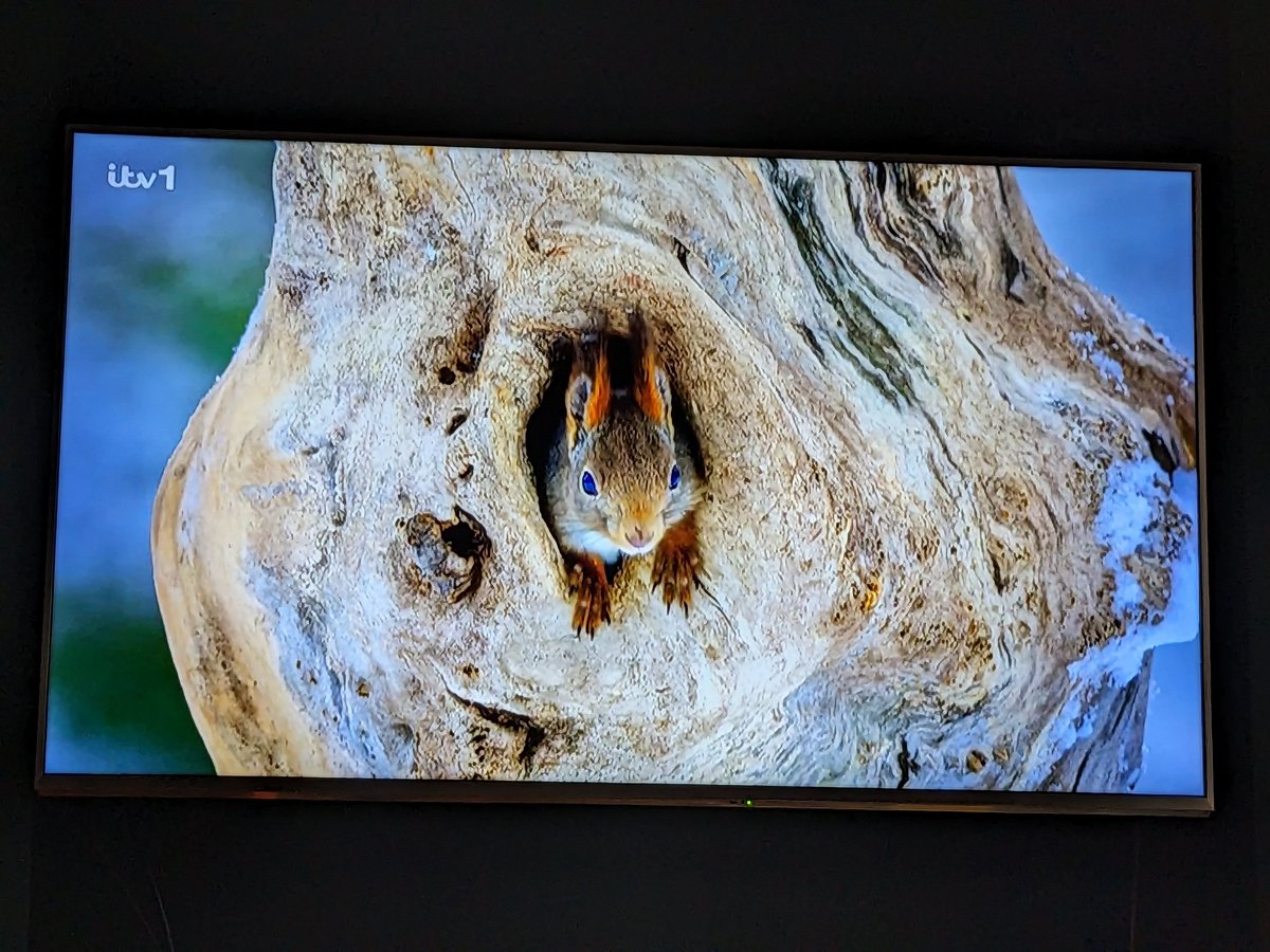 FerneCorrigan's tweet photo. Always exciting to see something you directed on TV! This squirrel shoot was so fun to make with 2 legends in the field with me. Frozen eyelashes were worth it I would do it again in a heartbeat #ayope @ITV @PlimsollProds https://t.co/MdqZUkgOSe