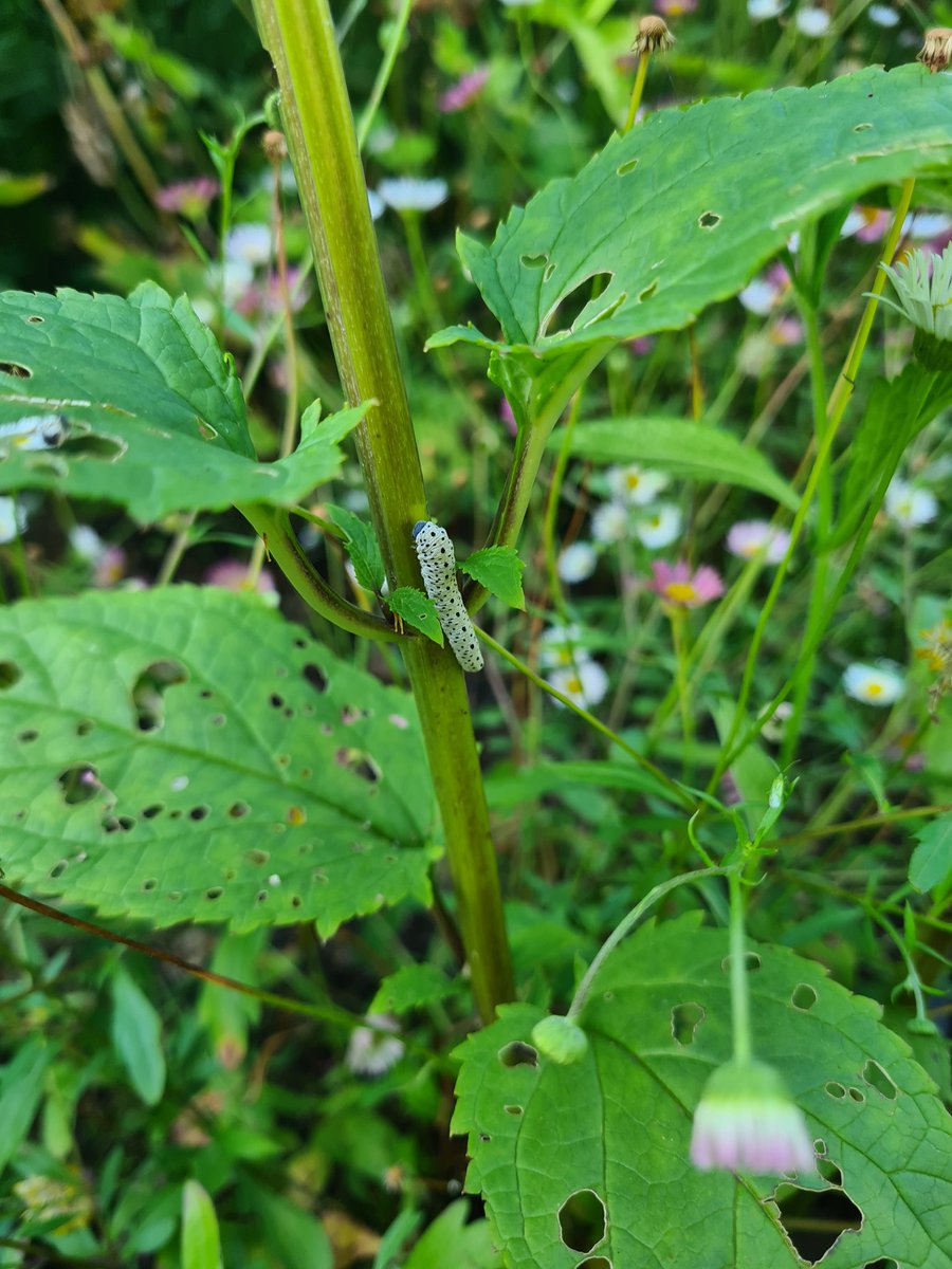 Meadowendy (@wendyholliday13) on Twitter photo Thought I'd take pic of Figwort Sawfly larva in the garden and spotted this fab little fly! Sphenella marginata, I think, a gall fly, larva feed on ragworts and groundsels. Both species new to me!
<a href="/ViperaDan/">Dan Lombard</a> @WhitbyNats Thought I'd take pic of Figwort Sawfly larva in the garden and spotted this fab little fly! Sphenella marginata, I think, a gall fly, larva feed on ragworts and groundsels. Both species new to me!
<a href="/ViperaDan/">Dan Lombard</a> @WhitbyNats
