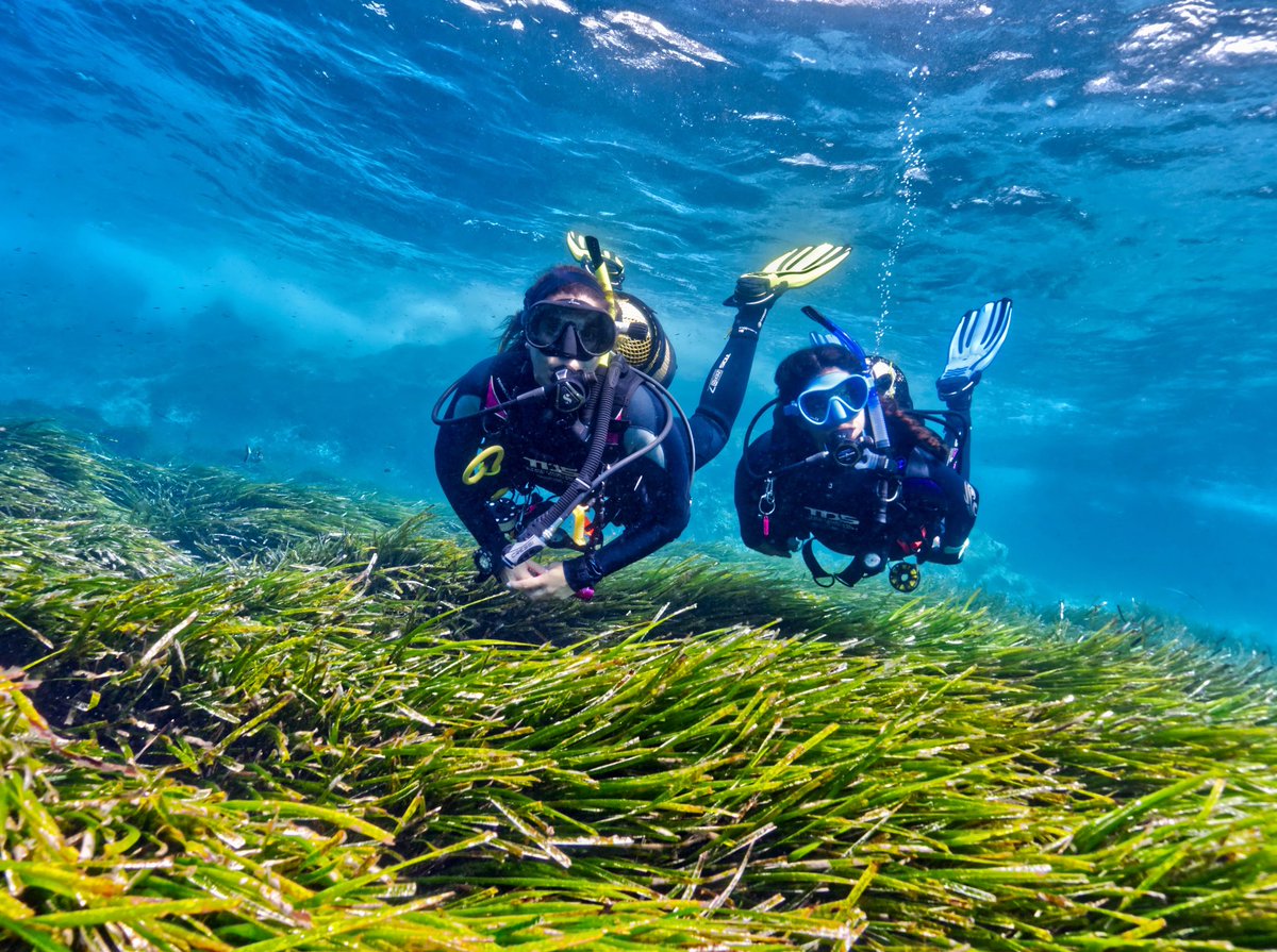 Oceanic #Posidonia (#NeptuneGrass) is an endemic plant of the Mediterranean.  It was declared a #WorldHeritage by the #UNESCO. Working with <a href="/PADI/">PADI</a> &amp; <a href="/scubaibiza/">SCUBA IBIZA DIVING</a> to create awareness about #VivaLaPosidonia campaign.