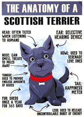 #scottishterriers #lol