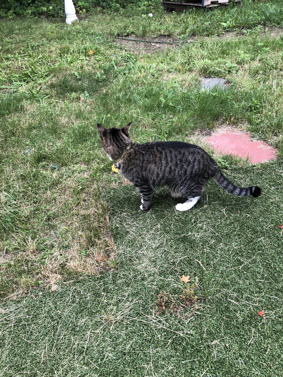 SmartAssKitties's tweet image. #OutsideCat