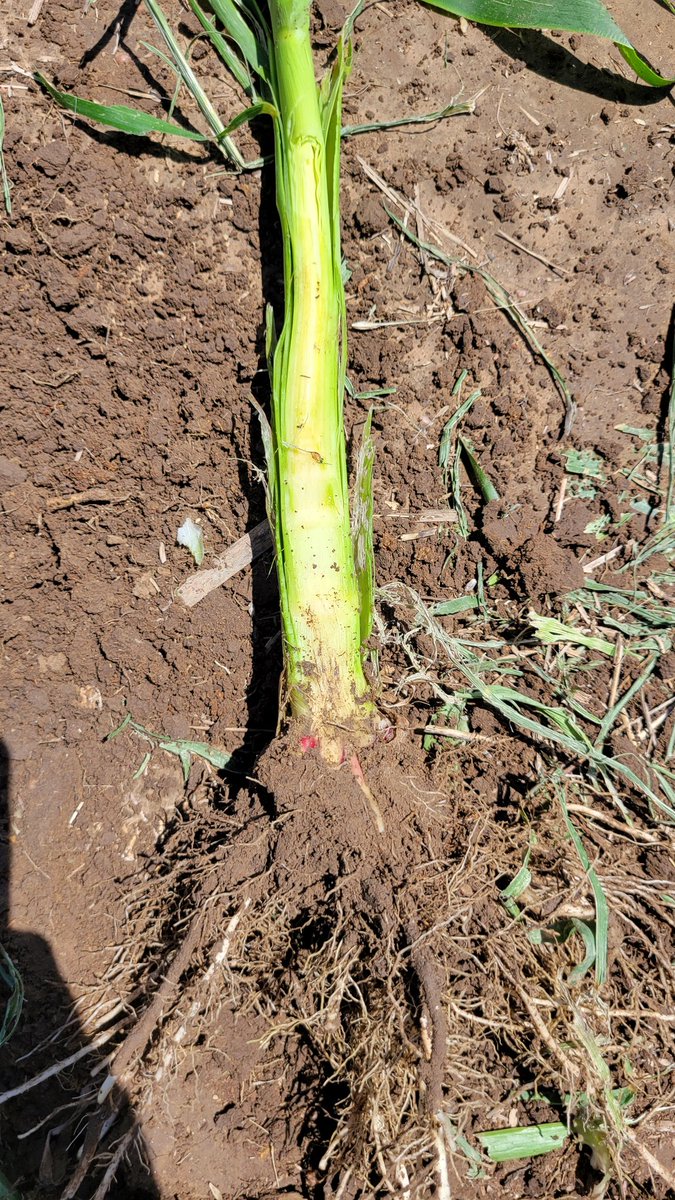 Tyson Narjes tweet media