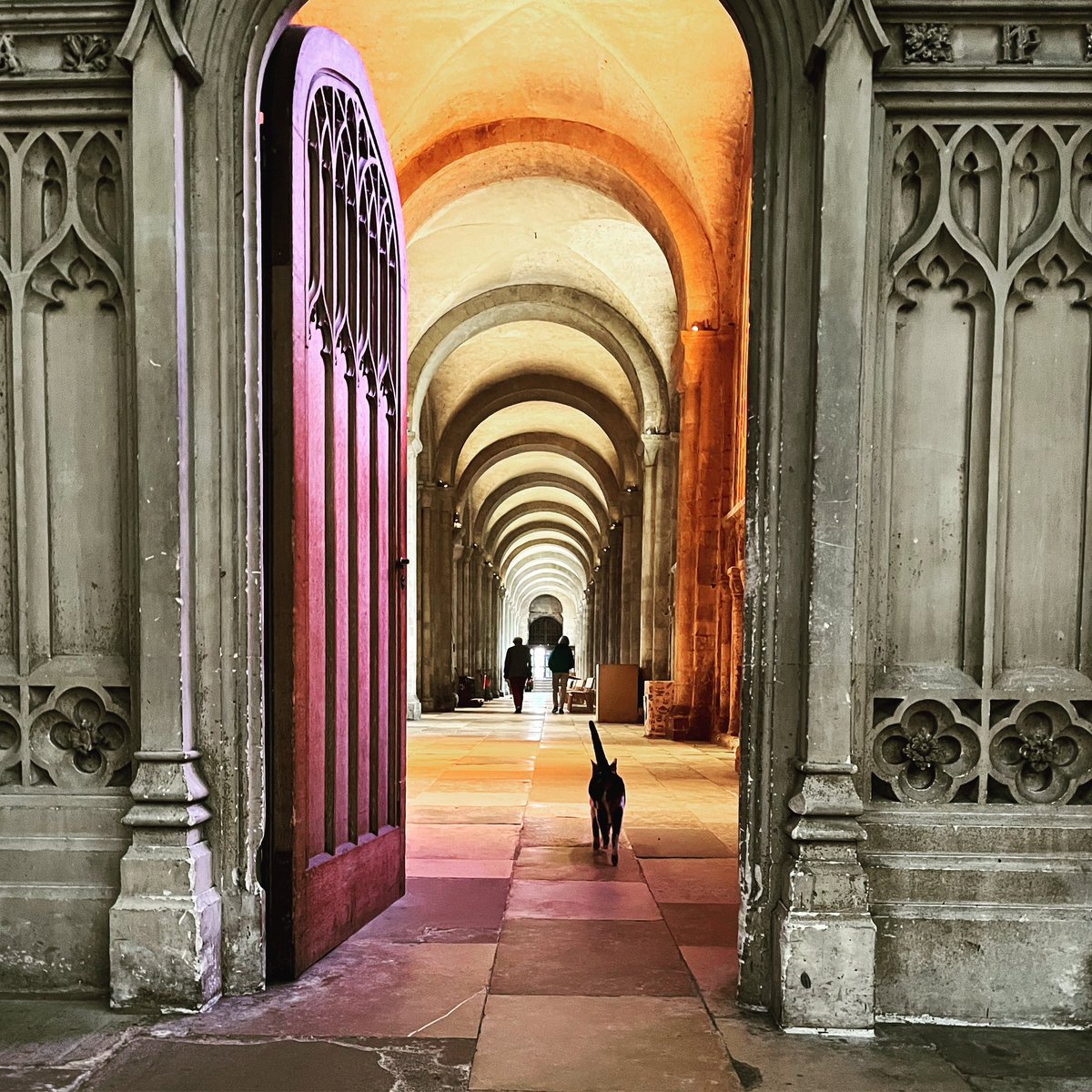 BudgeofNorwich (@budgeofnorwich) on Twitter photo Glorious end to the <a href="/Nrw_Cathedral/">Norwich Cathedral</a> choir term - see you all in September 😽
#cathedralcat #catsoftwitter Glorious end to the <a href="/Nrw_Cathedral/">Norwich Cathedral</a> choir term - see you all in September 😽
#cathedralcat #catsoftwitter