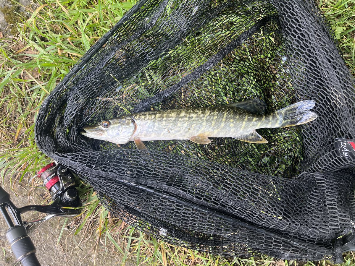 Skinny Pike today out the canal