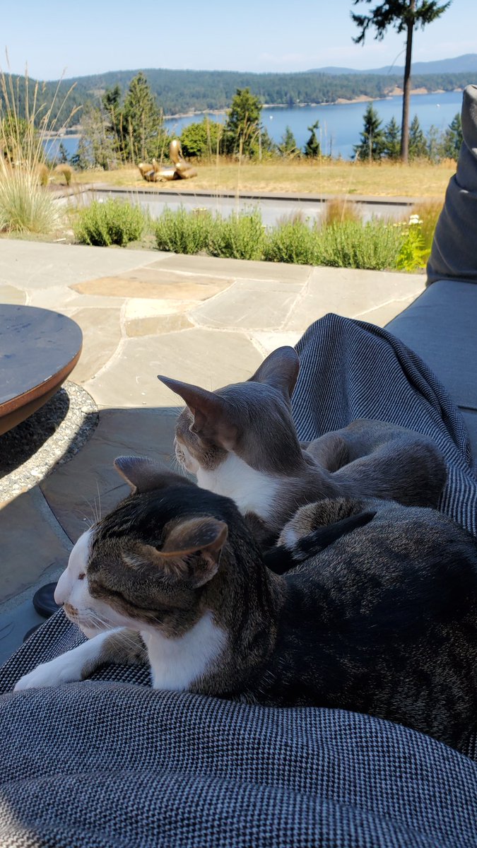 AMY_E_G's tweet photo. The cuddles are real today. #lapcats #sundayvibes https://t.co/0gaGISUjCS