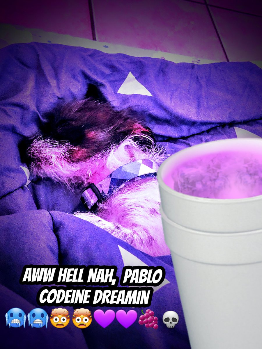 BadWorldYT's tweet photo. What has this dog been doing? https://t.co/iIT8KfpJgg