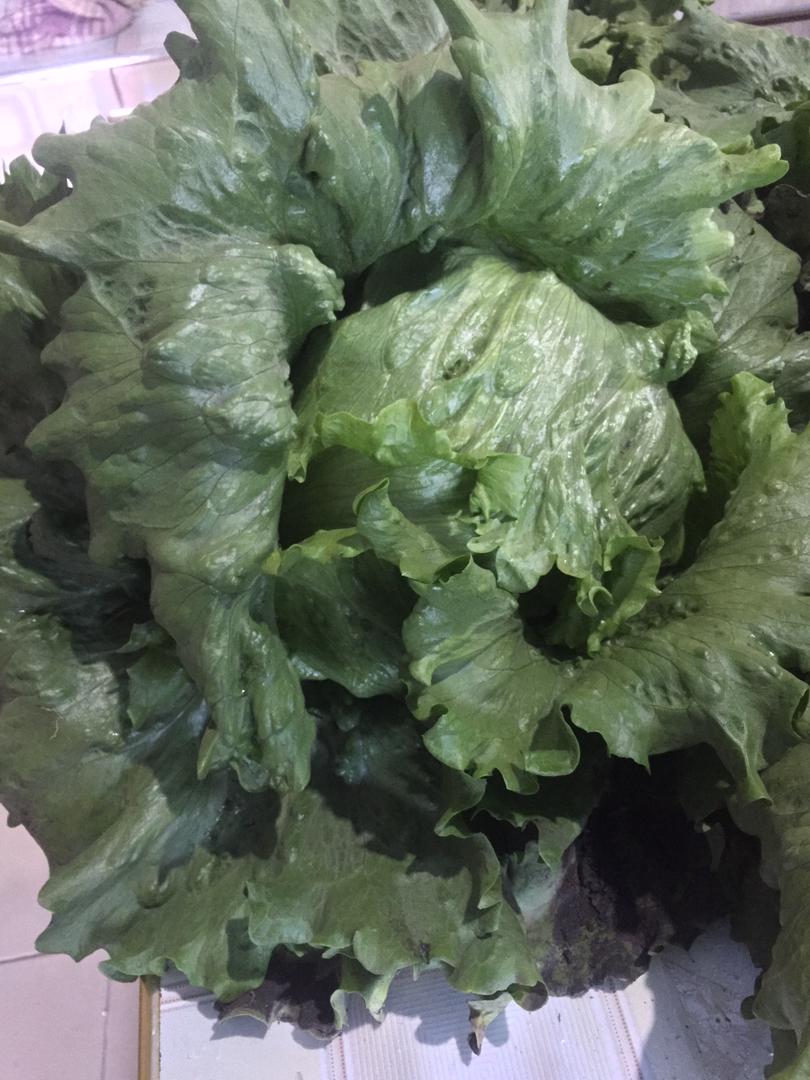 AtupiyeW's tweet photo. Fresh Lettuce Heads going @10kwacha each. Feel free to make your purchase @ 0979747266 /0966056361 https://t.co/9tec8a7imp