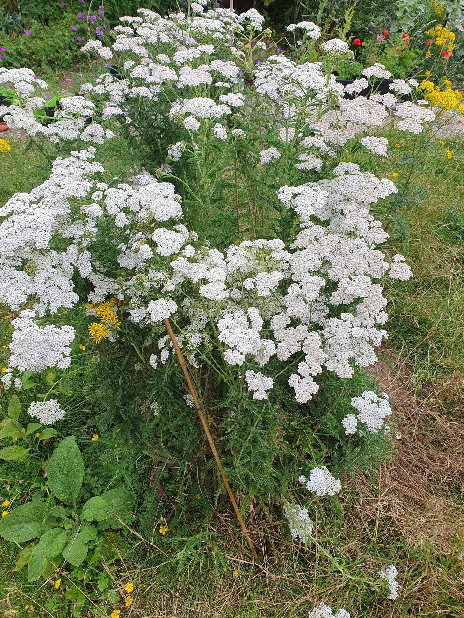 AFMM on Twitter "This is the yarrow in our urban 'lawn' (needs to be