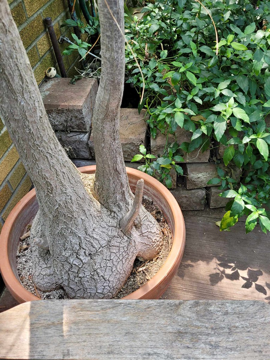 AgentBillie's tweet photo. @GillianA Saw this tree while visiting the Erie Zoo. Thought of you and have to take a picture to show it to you. Most people take pictures of animals while at the zoo. I take a picture of a tree! Lmao! #summerfun #funnytrees #penistrees https://t.co/DvdOe3RND7