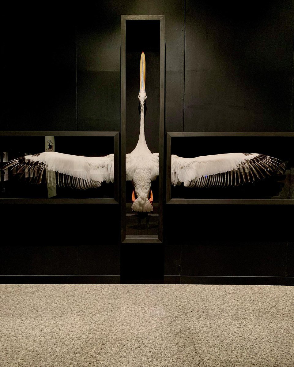 sciencemuseummn's tweet photo. #ExquisiteCreatures 🤩🪲
📸: akahandshake (Instagram) https://t.co/FVIyhIItDq