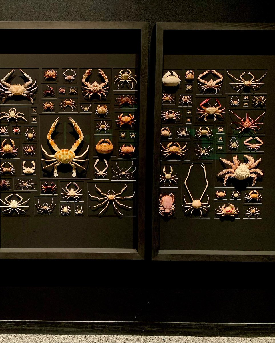 sciencemuseummn's tweet photo. #ExquisiteCreatures 🤩🪲
📸: akahandshake (Instagram) https://t.co/FVIyhIItDq
