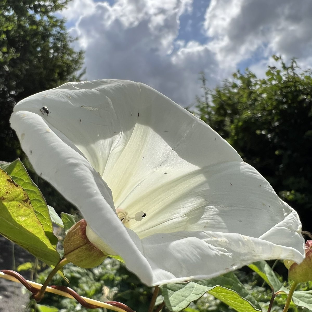 I haven’t been near any wetlands this week, so here’s a common plant that I’m enjoying right now, across hedgerows in #Gloucestershire. Bindweed (with some tiny black beetles). #wildflowerhour <a href="/wildflower_hour/">wildflowerhour</a>