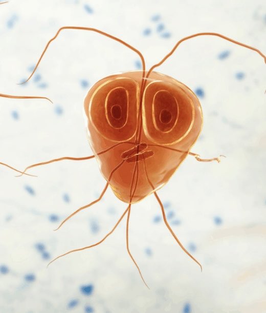 OGdukeneurosurg's tweet photo. Giardia looks like they are our friend, but they’re not!  Don’t fall for it! https://t.co/LdmO724Q1p