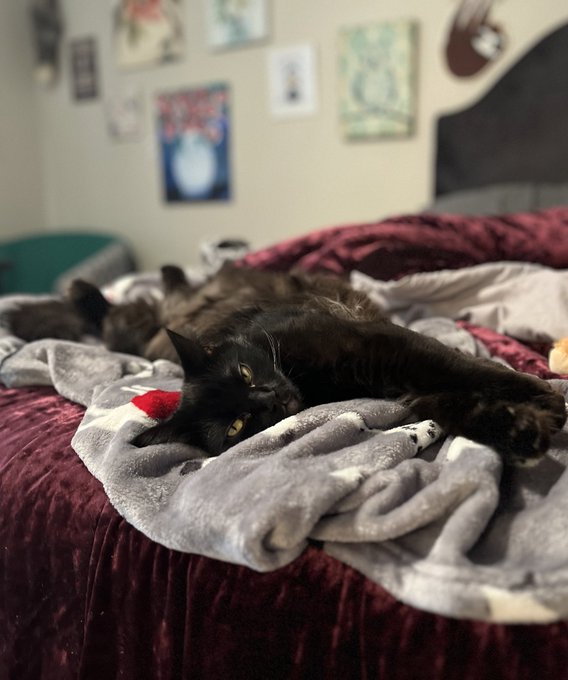 My cats are weirdos https://t.co/ruKioFCSit<a href="/tag/corset"class="tags"><span>#corset</span></a><a href="/tag/bbw"class="tags"><span>#bbw</span></a><a href="/tag/bbwbeautycurves"class="tags"><span>#bbwbeautycurves</span></a><a href="/tag/curvycorset"class="tags"><span>#curvycorset</span></a>