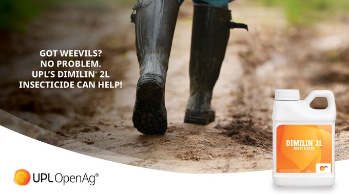 Watch out for weevils later this month and into early August! These pests move to overwintering sites, remaining inactive until spring rolls around again. For an effective solution, consider <a href="/UPLUnitedStates/">UPL United States</a>' DIMILIN® 2L insecticide! bit.ly/3OsLhuo