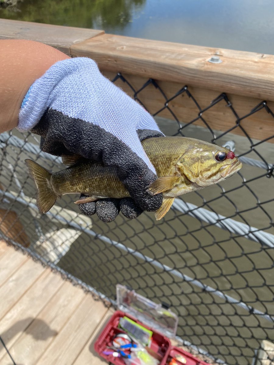 Little dinks off the bridge