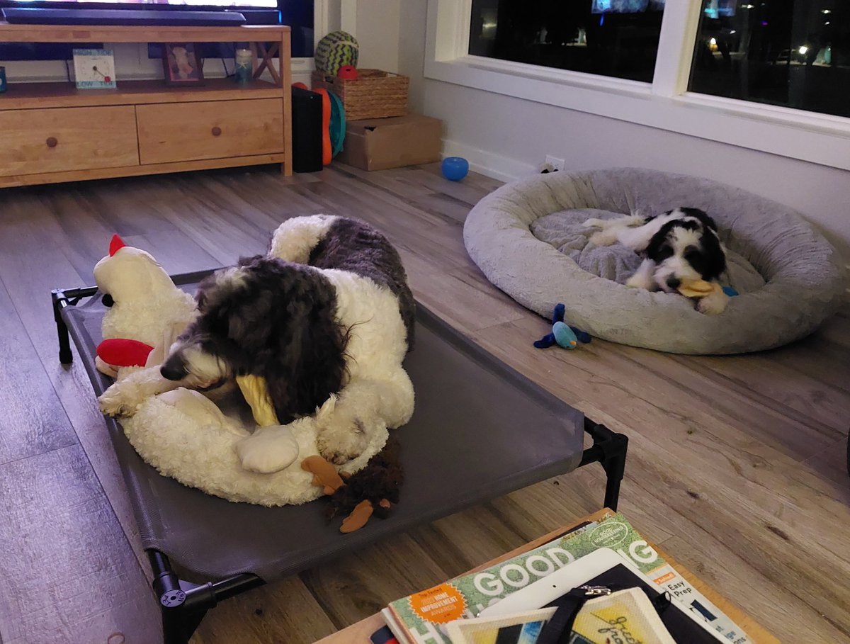 We're both having a chew on some cow ears. I'm enjoying mine on our new cot with the lambie bed on top 😂 #dogsoftwitter