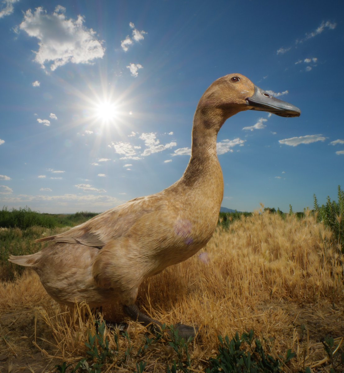 With golden grass beneath, in glee, a duck strolls on, painting harmony.

(retweet to send noms live.dashducks.tv)
