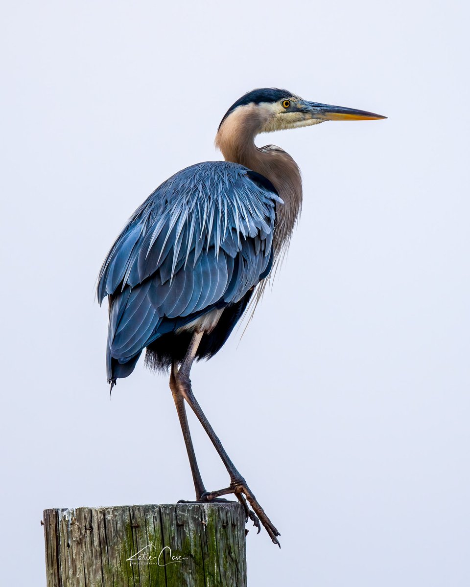 Sunday Night Blues….
#CanonFavPic #birds #birdphotography
#TwitterNatureCommunity #birding #wildlifephotography #natgeo #wildearth #audubon #nature @every_heron #greatblueheron #blue #bird #wildlife #photography #photooftheday #naturephotography