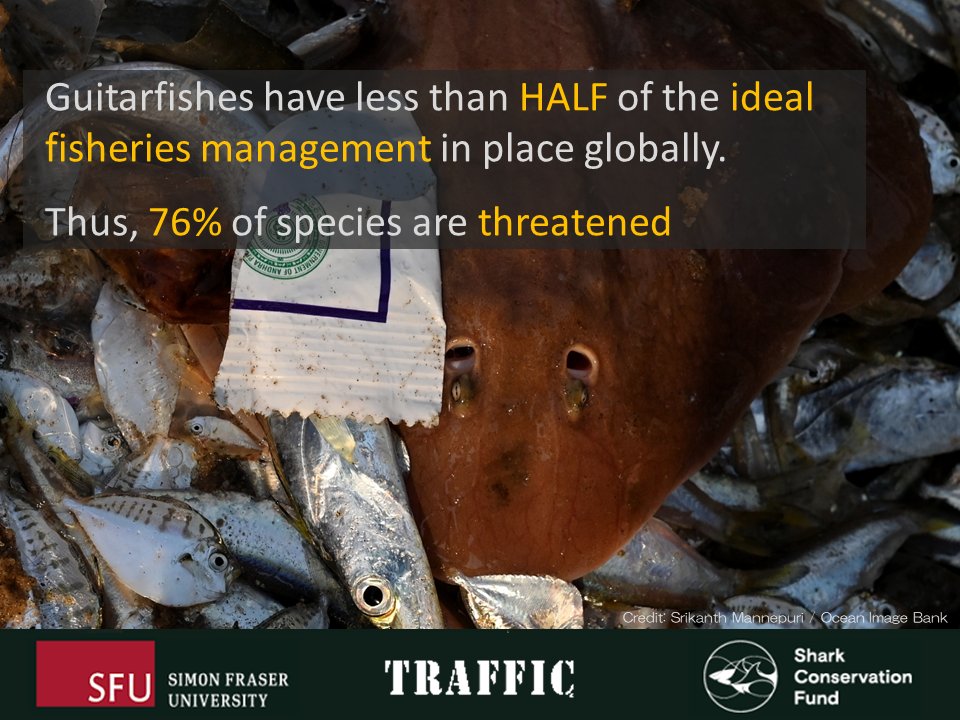 SammSherman27's tweet photo. We find that from 99 assessments across 28 countries, Guitarfish have less than HALF (45%) of the ideal fisheries management in place. Consequently, 76% of species are threatened globally.
#RaysAtRisk #Rhinobatid #Undermanagement #IUCNRedList https://t.co/D4zOJ1e5yR