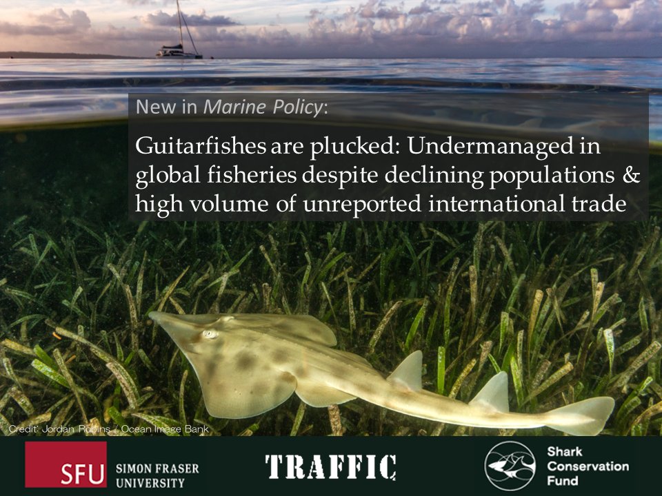 🚨 New Paper out 🚨
#GuitarfishArePlucked now published in @PolicyMarine showing high volume in international trade and LESS THAN HALF of ideal management in place globally:

bit.ly/GuitarfishPluc…

#FisheriesManagement #SharkScience #CITES #Overfishing