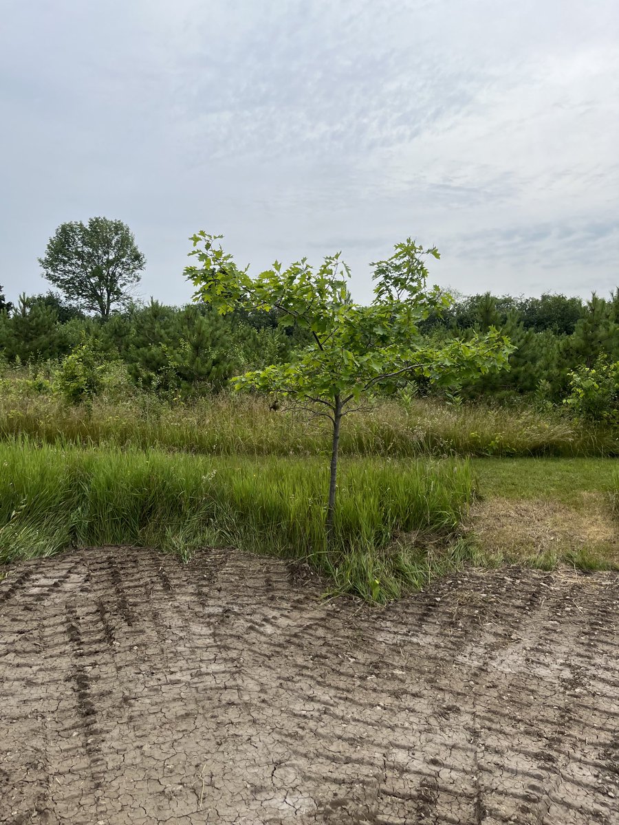 David Frum tweet media