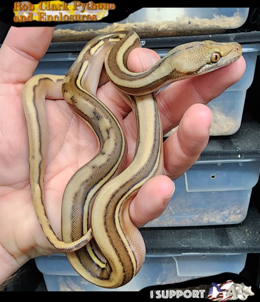 RobClarkPythons's tweet photo. 2023 Phantom Sunfire Genetic Stripe Retic poss het Albino
Rob Clark Pythons
Expect BIG Things
Wilmington NC
https://t.co/07hoiSro4R
#usark #Geneticstripe #MorphMarket #shipyourreptiles #sunfire #Phantom https://t.co/VLDEM9vwJv