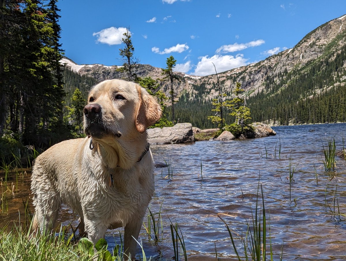 dot_hog's tweet image. Colorado doggy.
