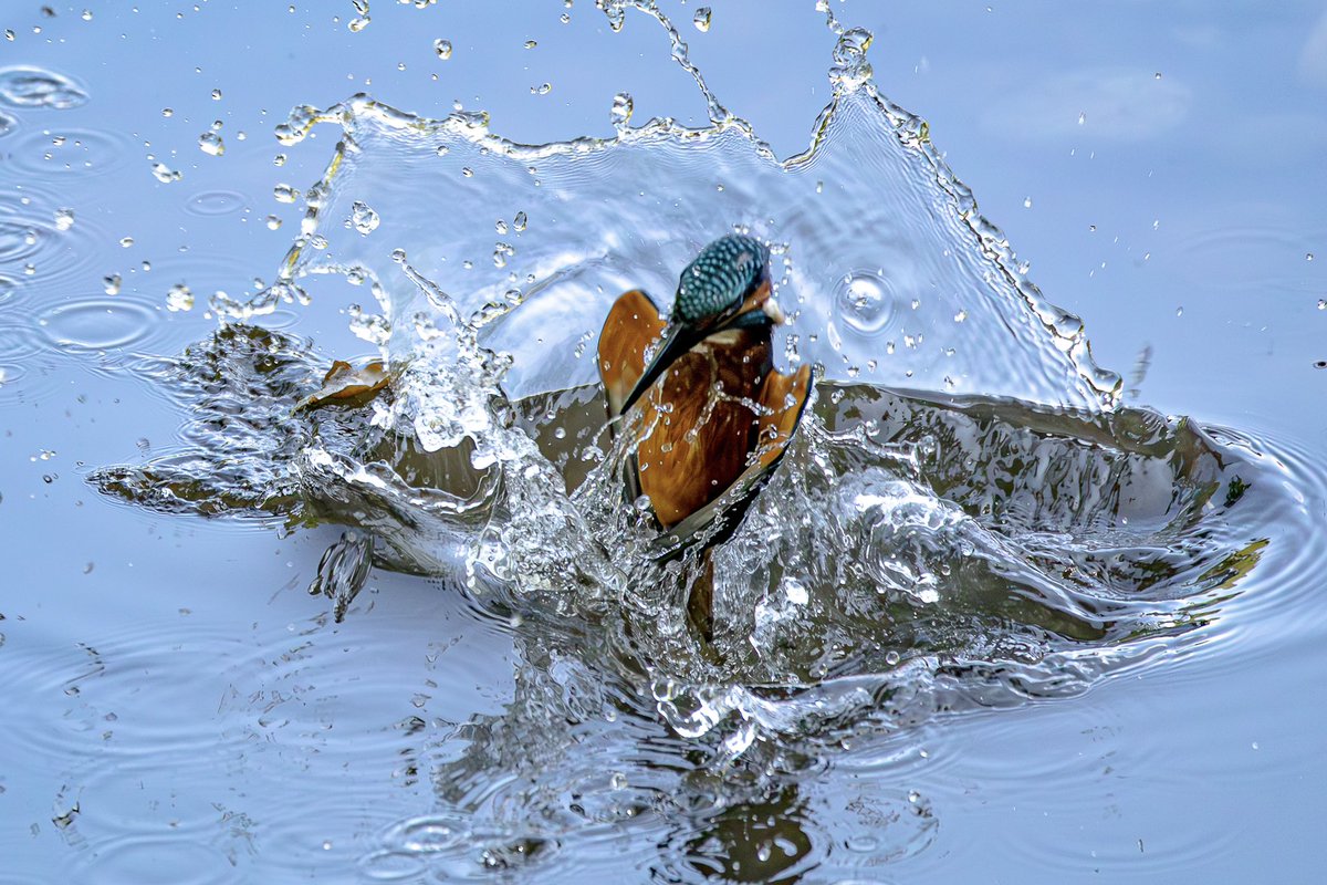 Some fishing tips for us all from this youngster learning the ways of the wild…

Eurasian or Common Kingfisher (Alcedo Atthis)

#kingfisher #blueflash #loveourplanet