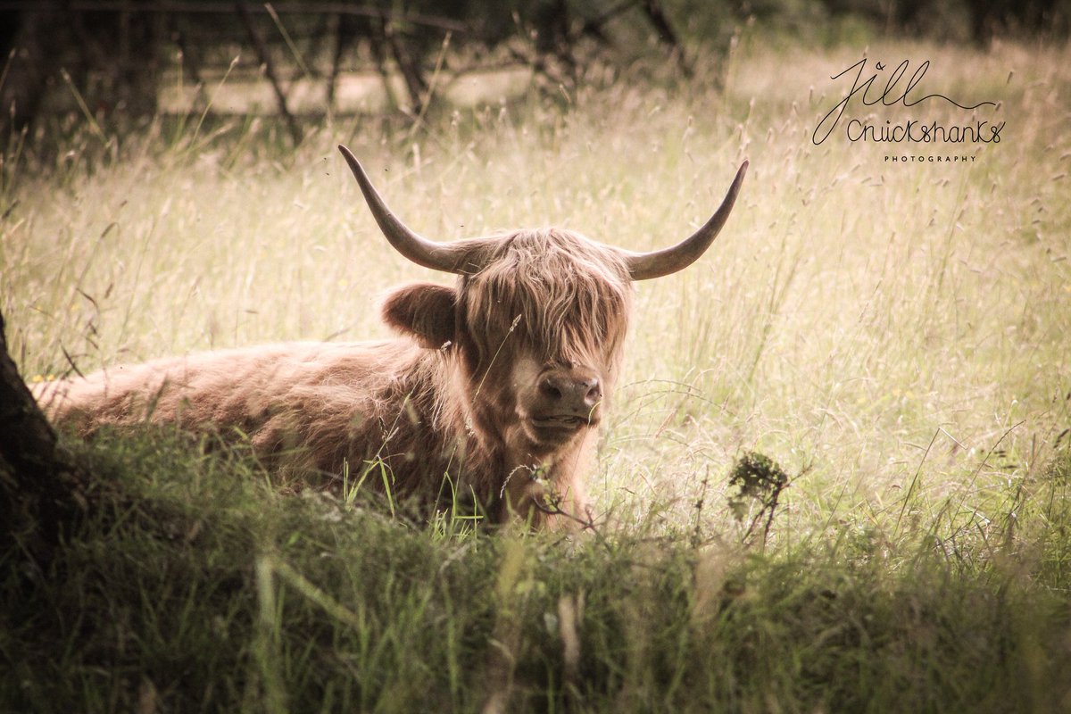CruickyJR's tweet photo. @VisitScotland  #pollockcountrypark #glasgow https://t.co/jaNC7utHXt