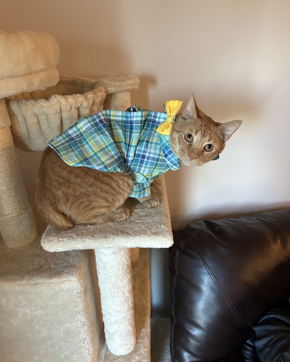 ASPCA's tweet photo. Rescued from a hoarding situation, Cat Damon 🐱, was transferred to the ASPCA Cruelty Recovery Center for rehabilitation. After several months, Cat Damon finally landed his leading role of adored pet 🧡 Visit https://t.co/gkv3j4rGD1 to read more about his long journey. https://t.co/vaDgSnScgz