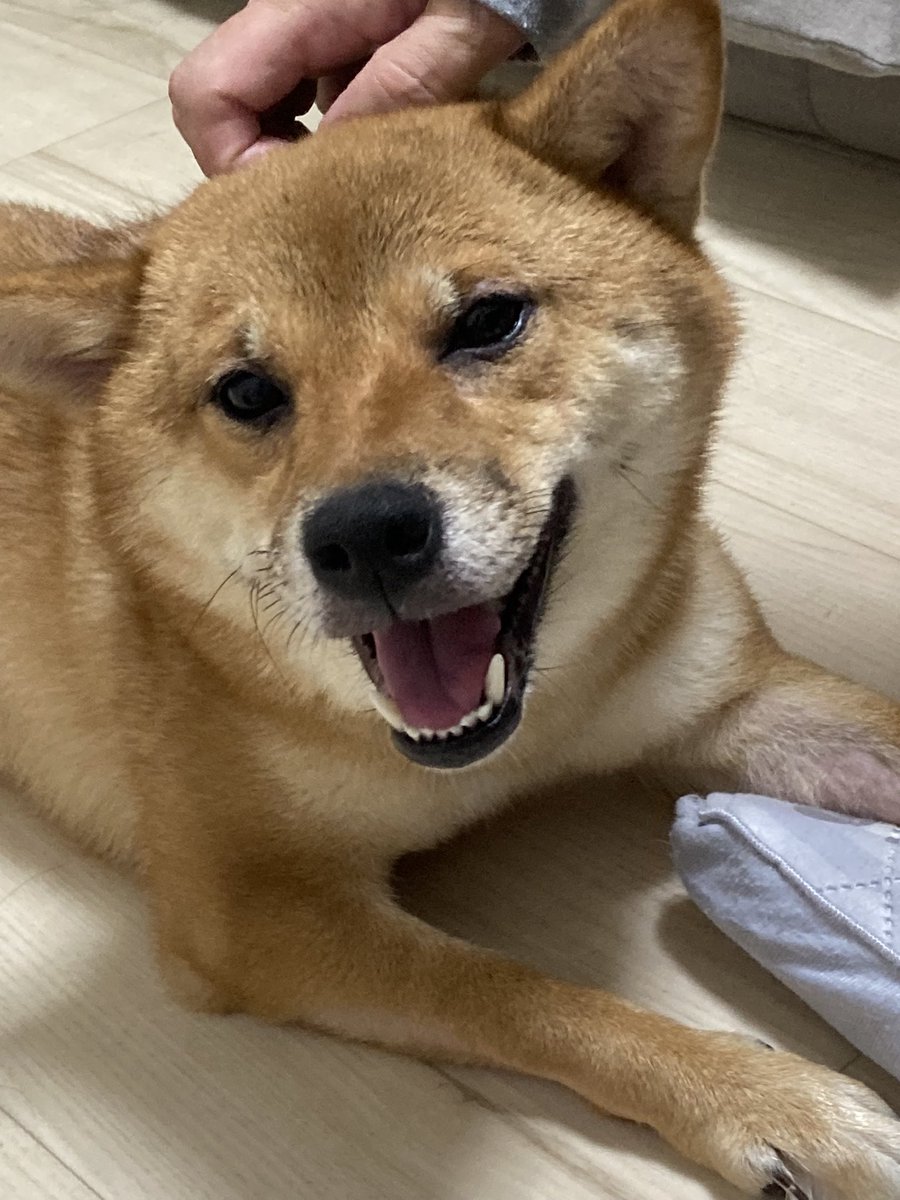 顔が茶色な犬🐶❓
この前の旅行で同じホテルの
宿泊者の方で🐶散歩ですれ違い
初めて見た❗️顔が茶色の柴犬って
可愛いって言う訳でも無く
棘のある様な言い方で💢
どういう意味❓凄く感じ悪い😤

ポンちゃん今度は木曜日の夜ね🚗
今週も宜しくワン🐶
#柴犬ポン2 #柴犬