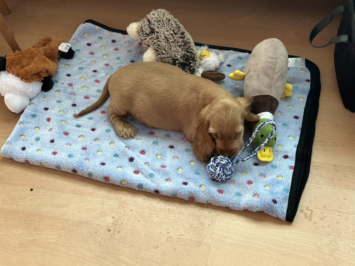 Dixiegirl0803's tweet photo. Liebes #Twitterrudel Heute ist einer der glücklichsten Tage meines Lebens. Dieser kleine Mann ist heute bei mir eingezogen. Snoopy, 10 Wochen alt 🥰 https://t.co/8kkSMTcnUd