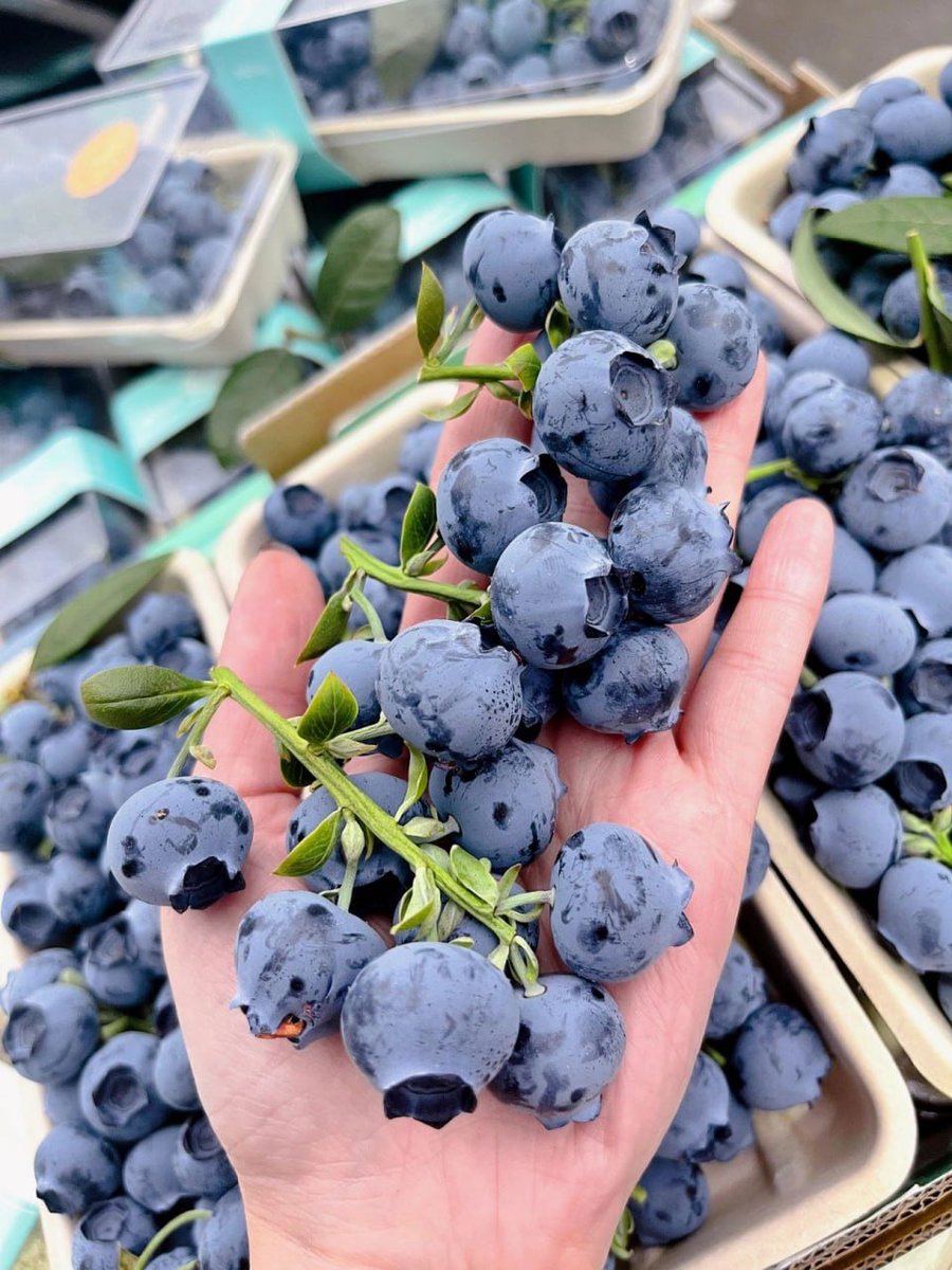 Buy blueberries when they look fresh