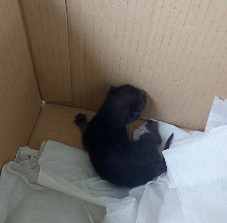 aec_ufrn's tweet photo. 🚨Denúncia: Mais um caso de abandono na UFRN!

Infelizmente, esta não é a primeira vez que isso ocorre. Diariamente, recebemos notícias de gatos abandonados no campus. Desta vez, um filhotinho foi deixado em uma caixa nas proximidades do RU na UFRN, ainda com o cordão umbilical! https://t.co/nlKfSaO9L5