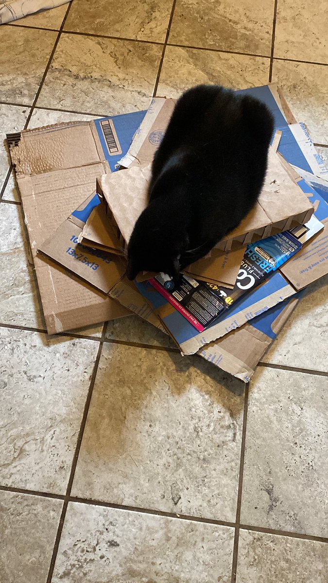 admflagurl38's tweet photo. When you are trying to take the recycling out … and you can’t …. #socks #theyownme #AdoptDontShop https://t.co/jKdwvbHykZ