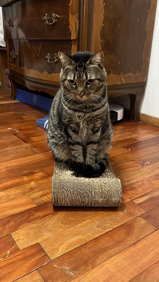 Altura: 1.56
Talla de calzado: 35 🤡
Signo Zodiacal: de piscis como Antonella
Tatuajes: 1
Perforaciones: pero porque lo dice tan brusco? 2
Color Favorito: no tengo
Bebida Favorita: el vino
Debilidad: adjunto foto
Color de ojos: almendra tostada