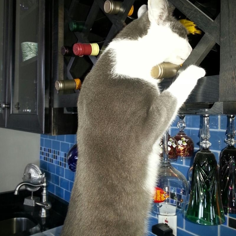 PetParentsPlace's tweet photo. @thekittenwinksy https://t.co/4PZ8dRVCwr
