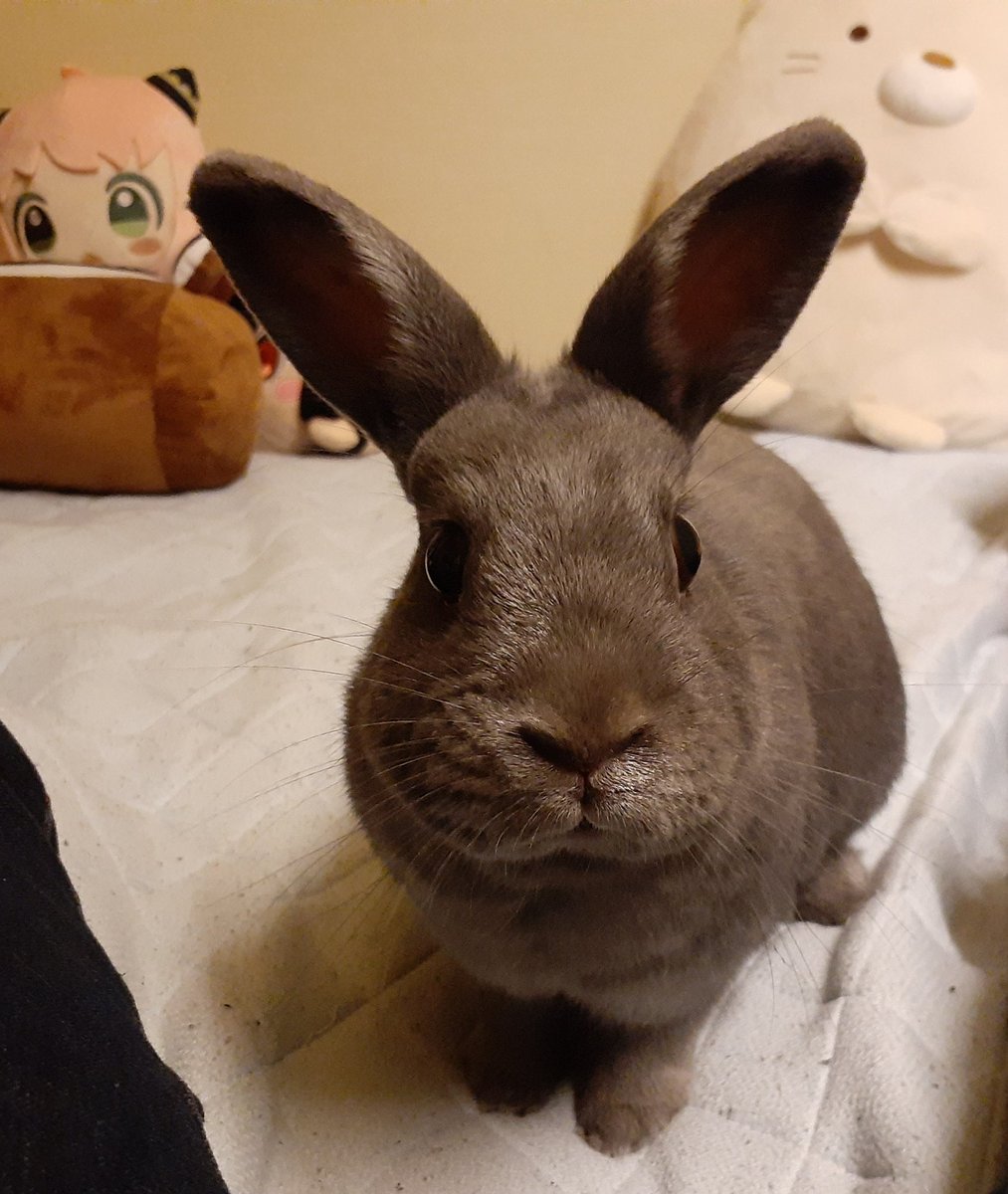 tontonsaton's tweet photo. それでは、これからお姉ちゃんの寝床を探索して参ります🐰✧
＃うさぎ #うさぎのいる暮らし https://t.co/qvzhjOtEN5