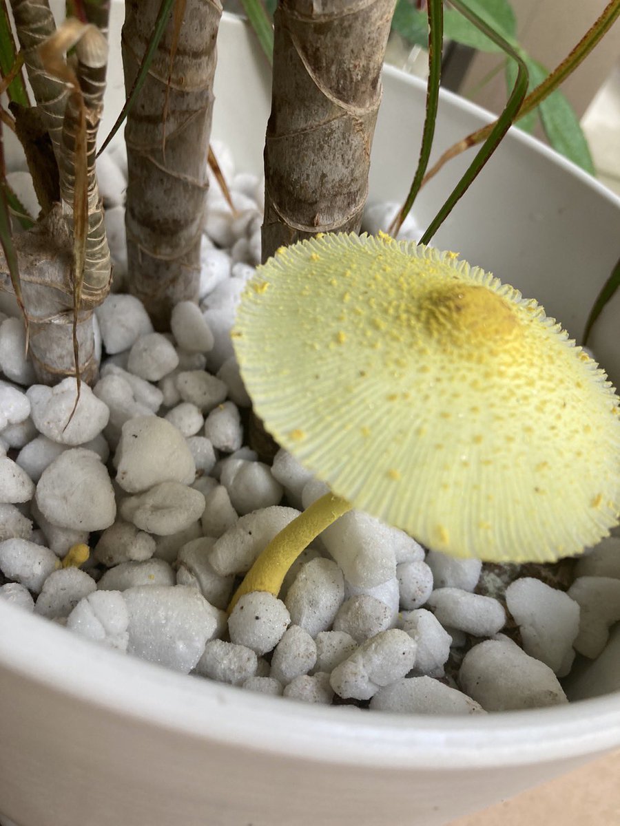 ARTNRUNN's tweet photo. ドラセナに黄金のキノコ🍄が！？

#ドラセナ
#キノコ
#開運 https://t.co/qvjIkBhmSz