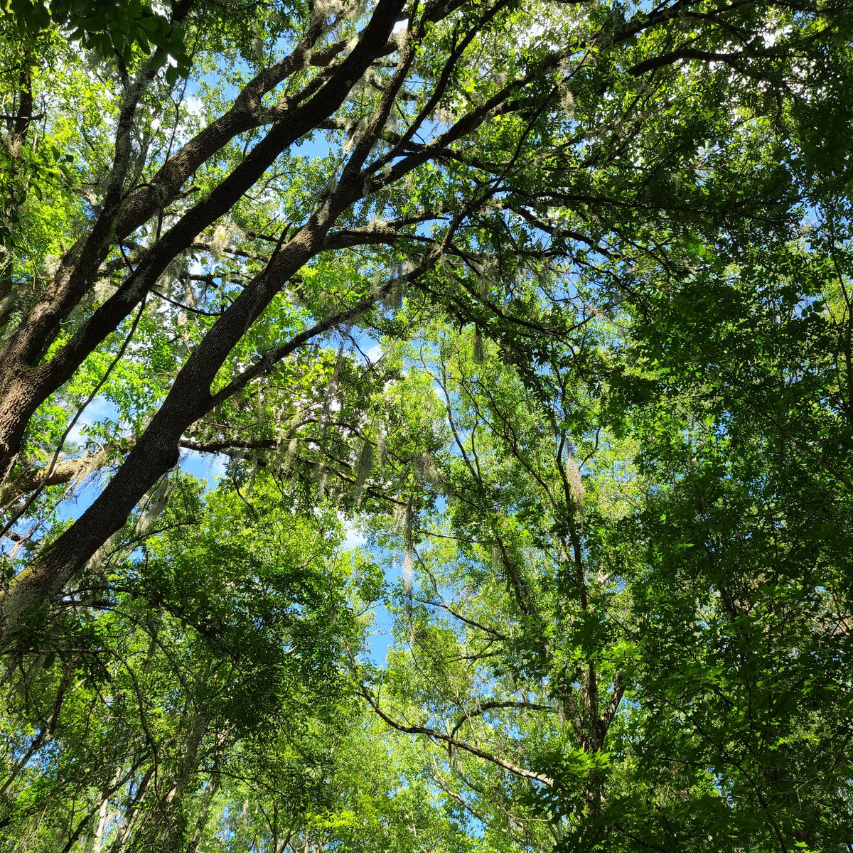 mgtapp's tweet image. The storm had passed, a beautiful light breeze, and birds floating overhead. #railstotrails #jaxparks  #nature