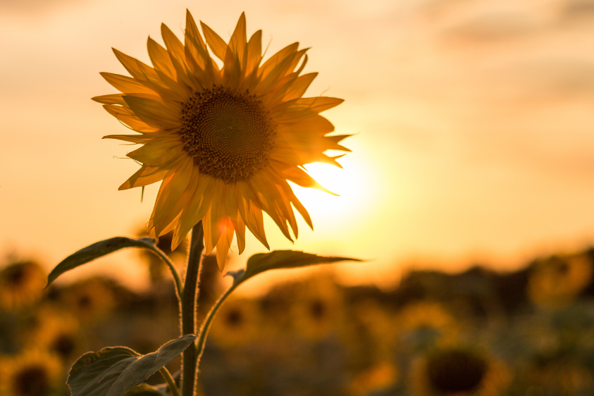 BetterToBeV's tweet photo. 🌻Never underestimate your power to make a difference.
✨ Each choice, conversation, and kind act can has the ability to make a positive impact.
So, embrace the belief that your actions matter, and let your light inspire others.
#Veganlife Live Cruelty-free #BetterToBeV https://t.co/VQgwfmDeZx